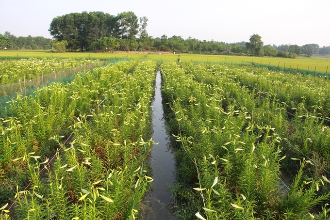 Người dân Huế thu hàng chục triệu đồng mỗi vụ hoa loa kèn